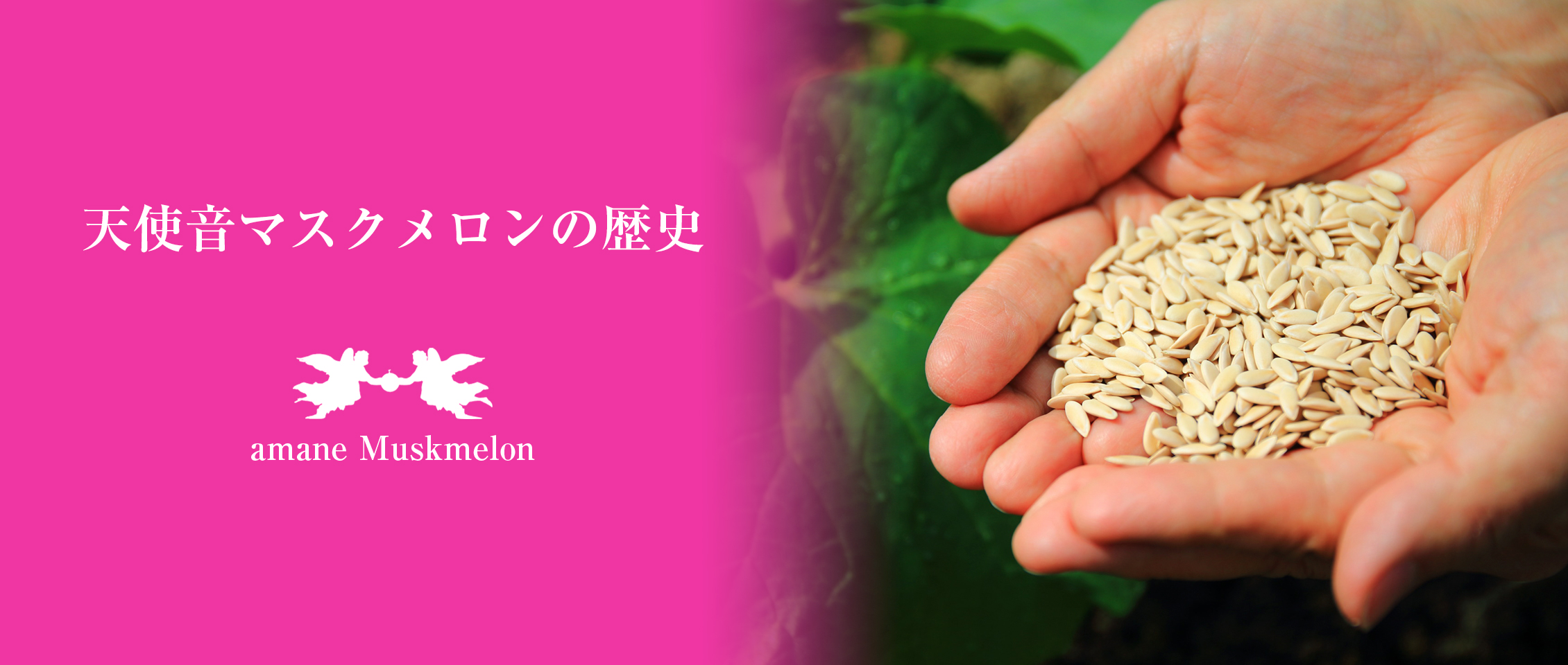 天使音マスクメロンについて